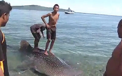 Diver Saves Baby Whale Shark