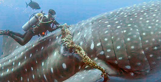 Scuba Diver Rescues Whale Shark
