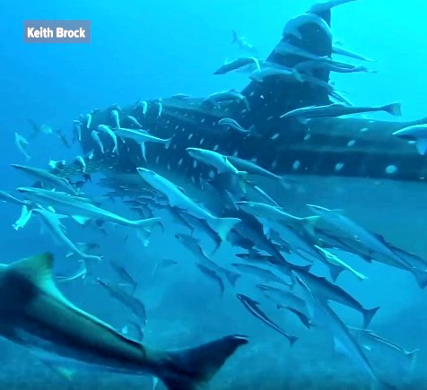 Whale Shark Spotted off West Palm Beach